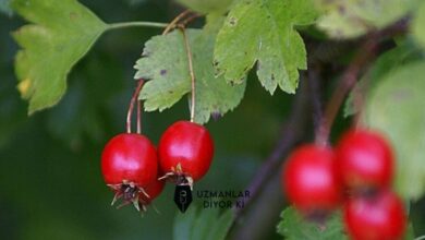 alic-nedir
