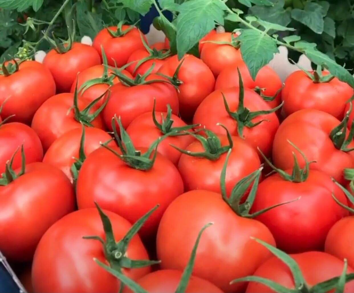 iyi tarım domates