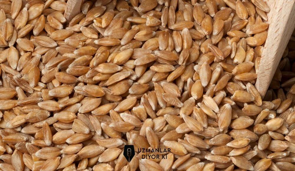siyez buğdayı fiziksel özellikleri